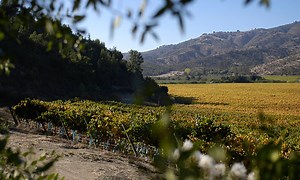 VALPARAISO - CASABLANCA VALLEY | Chile - Great Wine Capitals