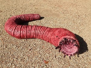 The Mysterious Legend of the Mongolian Death Worm