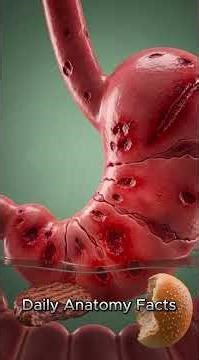 What Happens Inside Your Body After Eating a Burger? 🍔 | 3D Anatomy Explained#ScienceShorts#Shorts