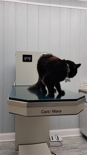 Darth Krayt has gained a pound since August despite his strict diet and being banned from treats. He must be sneaky out and finding catnip when we're sleeping 🤷🏻‍♀️ #blackcatsoftiktok #chonky #cat #meow #catsoftiktok