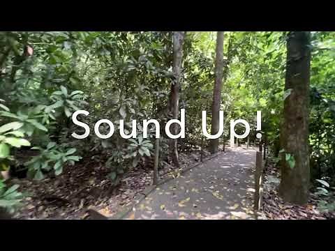 Costa Rica - Deafening Cicada Sounds