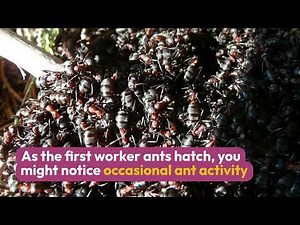 Carpenter Ant Life Cycle Explained | Protecting Vancouver Homes from Ant Damage