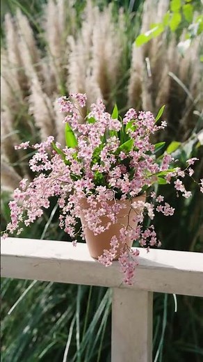 In winter growing a pot of oncidium in the house is both fragrant and beautiful Douyin