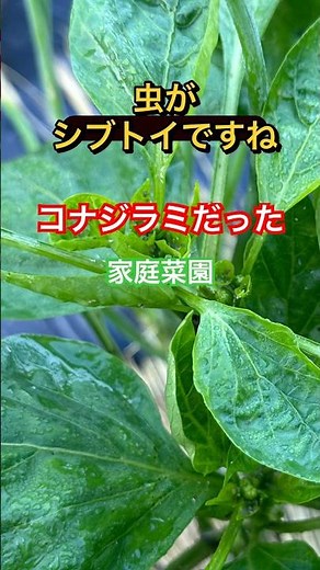 空の浮き雲の家庭菜園 コナジラミ対策？梅雨？#畑再生 #家庭菜園 #田舎暮らし