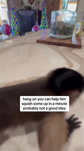 “Trying” to let Bear help cook sausage balls. He has no self control. I think he’s still a little too young to help with cooking duties 🤦🏻‍♀️ 🤣 *he had a leash on just while helping because I didn’t want him running all over the place with food like he would’ve. | Our Life Adventures