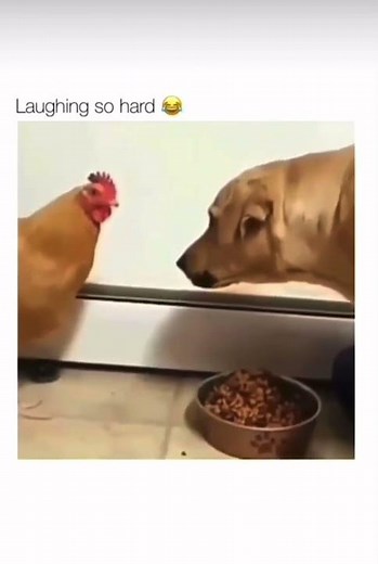 Funny Animals | Tony Baker Comedy | Full Video