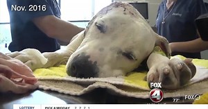 Bait dog saved by Florida rescue to be featured on Disney