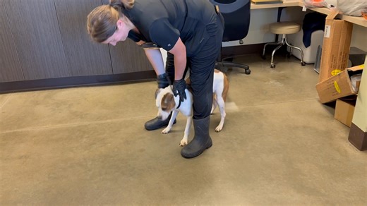 2.6K views · 73 reactions | Meet Maleficent, a little girl with a...