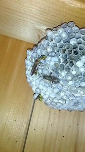Wasp Fight | Yellow Jackets are stealing Paper Wasp Larvae to Eat | Swarmstead Bees and Gardening