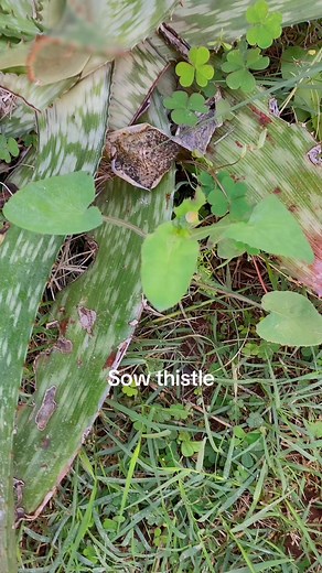 Sow Thistle: Cultivation & Benefits