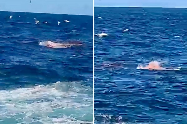 Graphic video shows deadly shark attack in Sydney
