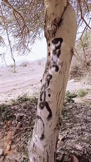 Exploring Unique Tree Bark Patterns in Rocky Landscapes