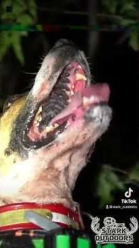 Coon hunting with Curt Ahring Preview