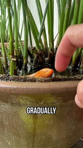 The Creepiest Fish That Trusts Humans