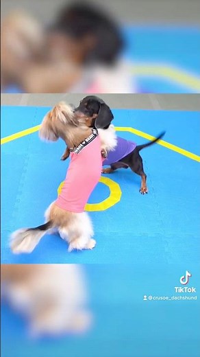 The Wiener Wrestling Event at the #Olympics