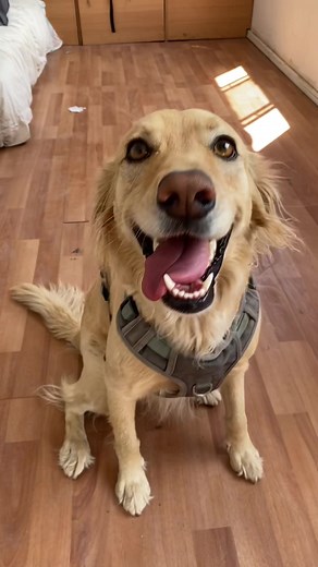 ¿Cómo cepillar los dientes de tu perro en casa de manera sencilla?