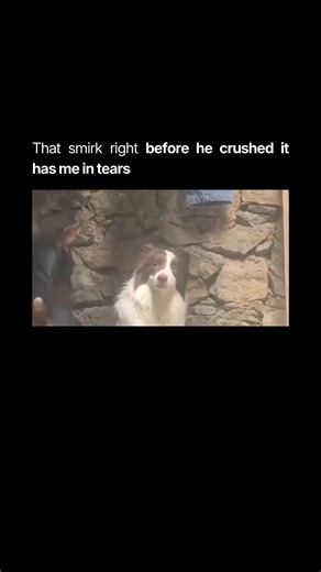 Congenai on Instagram: "The Instagram post shows a video of two dogs, one white with brown patches and the other black with brown markings, interacting in a small area with a stone wall in the background. The white dog starts off calm but gradually shows signs of agitation, leading to a sudden aggressive reaction toward the black dog, which appears to be barking or growling. This interaction can be understood through canine behavior studies, such as those from the American Kennel Club, which exp