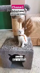 1.6K views · 59 reactions | CASO EXTERNO TIENES LA OPORTUNIDAD DE...