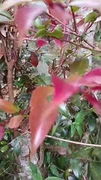 ALL ABOUT THE EUGENIA PLANT: Growth, Care, and Beauty 🌿✨ | Granja y Aventuras #eugeniaplant