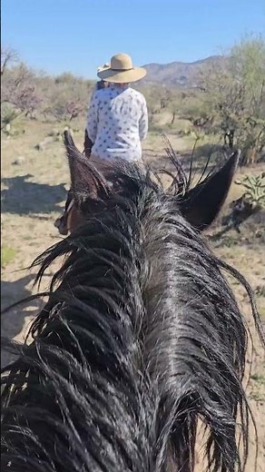 Max and Sage trotting in a group on the trail