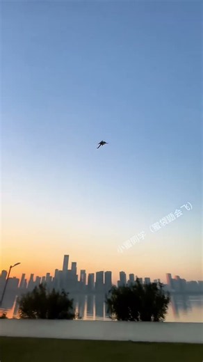 Tiny Acrobat in Action! Sugar Glider Flight Training You Can’t Miss!