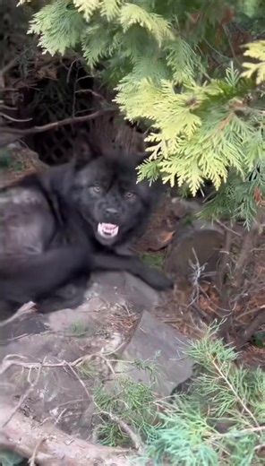 Exploring the Mystique of Wolves: Karakurt and Kurt