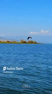 African Fish Eagle Snatches Fish in Jaw-Dropping Moment