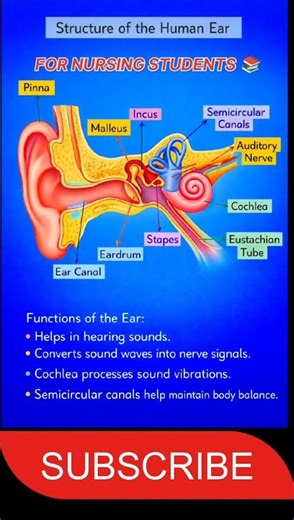 Human Ear Structure Diagram | Parts of Ear Easy Explanation