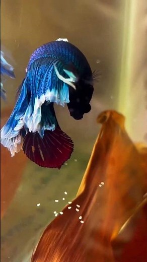 Betta fish breeding process