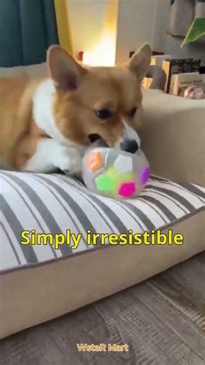 New football tennis ball shaped pet dog toys, durable teething relief to accompany outdoor training