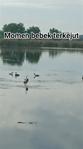 4.9M views · 45K reactions | Bebek ini tiba-tiba tertidur... Tanpa disentuh.. Seperti di nyanyikan. Nina Bobo uhh.. Nina boboo.. Kalau tidak bobo di gig1t nyamuk... ☺ #duck #bebek #belibis #itik #liar | Wahyu Kelana Saja | Facebook