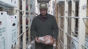 The ups and downs of turkey farming