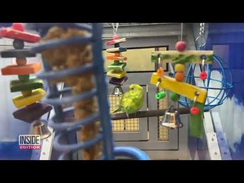 Exclusive: PETA Undercover Investigation Exposes Alleged Animal Abuse At So-Called Parakeet Mill