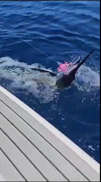 166K views · 1.8K reactions | TODAY. 'Black Rat' going 3-1-1 on marlin off Broken Bay. Congratulations lads: | Downrigger Shop | Facebook