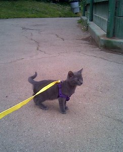 Help getting cats and dogs to get along