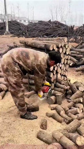 Live Scene at the Logging Site: The Stunning Moment of Log Cutting with a Chainsaw