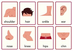 Human Anatomy Flashcards: Montessori Body Parts Learning (PDF Download) - Etsy Canada