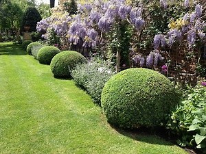 GWORLD - 001 - Topiary. care and maintenance of Buxus Sempervirens. Chiswick.