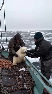 Fishermen Rescue a Stranded Polar Bear Cub From Freezing Waters in an Incredible Arctic Miracle 👉 Full story in the first comment 👇👇 | Manuel Romero Ifbb Pro