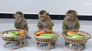 125K views · 3K reactions | Special Treat Food! Domal Moly & Zuji Waiting To Eat Fresh Vegetable For Health | Monkey Dodo | Facebook
