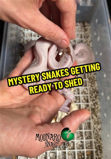 Our mystery BELs are getting ready to shed. We are going to need some sheds from these snakes to get them tested and figure out what is going on! #molinarosnakelab #mystrybox #blueeyedlucy #reptilebreeding #drama