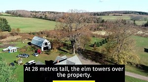 This is it. After months of searching a tree has been crowned as P.E.I.'s largest tree — and this tree is so huge it takes a crowd to hug it. 😳😳😳 Read more: https://www.cbc.ca/1.5348894 | CBC Prince Edward Island