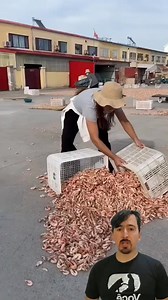 Drying shrimp | Curiosity of Junior