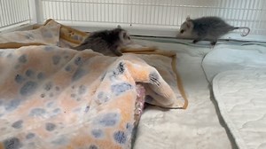 4K views · 292 reactions | These small opossums have been in our care for a few weeks now, after their mother tragically passed away in a car accident. But despite their difficult start, they have now settled into a new and larger home this week! | Orphaned Wildlife Center | Facebook