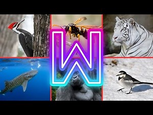 Learn W letter Animals Name | Amazing Animals Name In English With Pictures | Animals And Birds