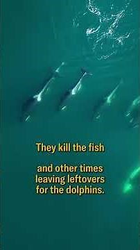 Orcas and dolphins seen possibly hunting together | Science News