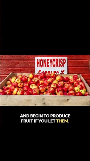 The hidden surprises of Honeycrisp apple trees