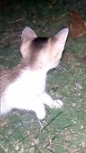 frog🐸 eating cat🐈 omg😱