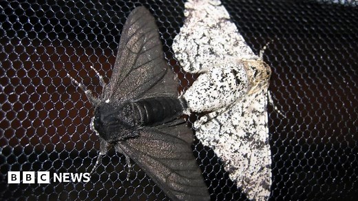 Famous peppered moth's dark secret revealed