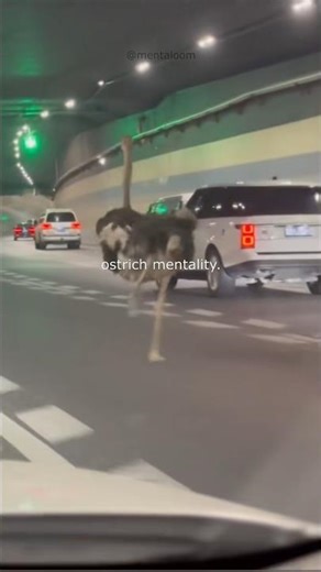 ostrich mentality 🦩 #shorts #animals